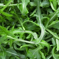 Roquette